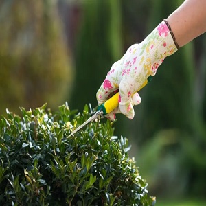 Landscapers Kings Cross