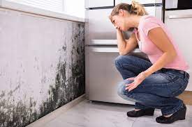 How to Find the Right Mold Removal Company
