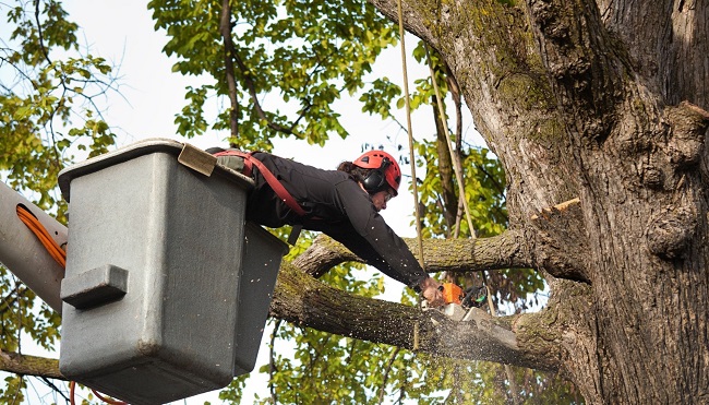 Secret Paradise Tree Service