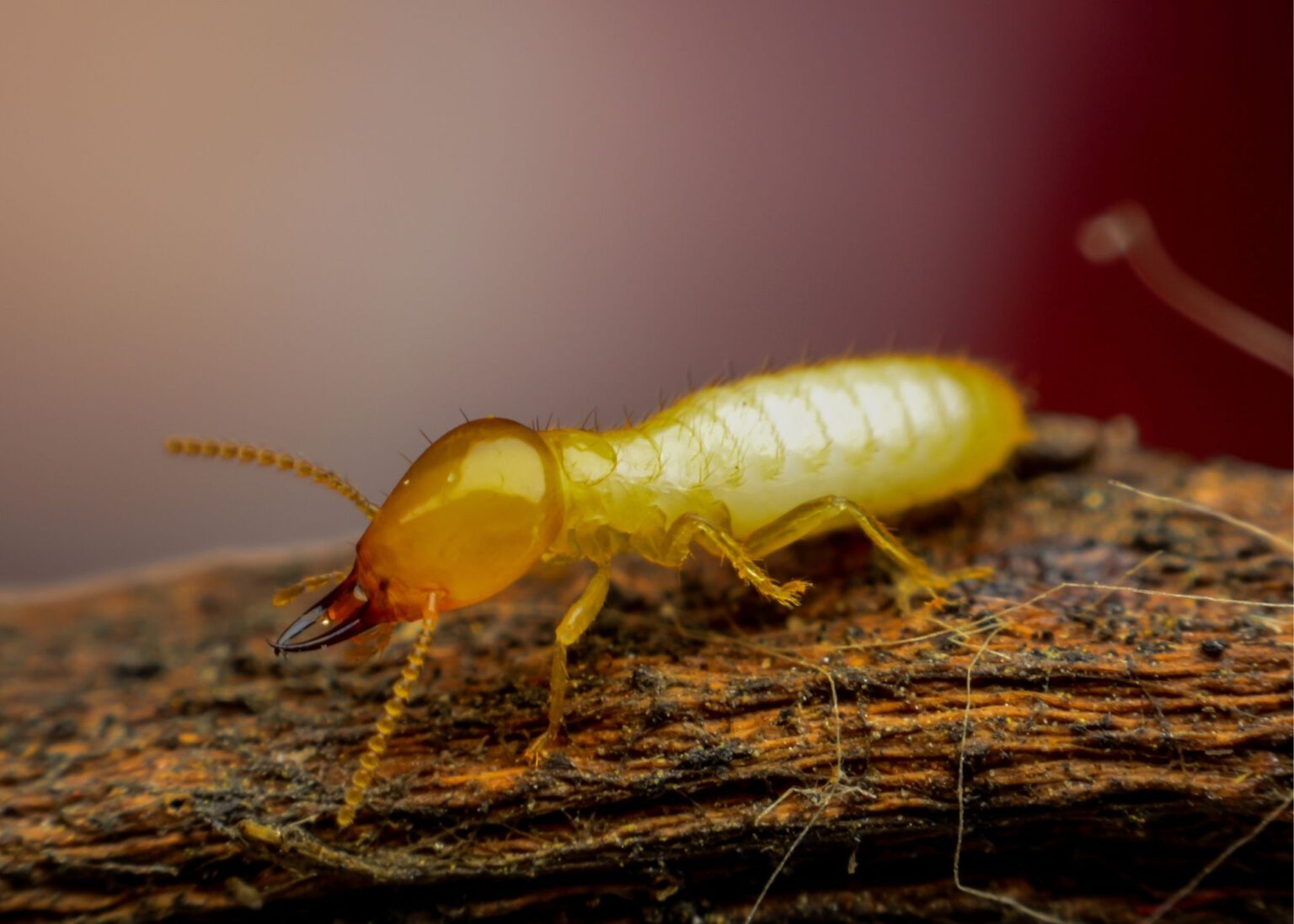 Amelia Island Termite Removal Experts