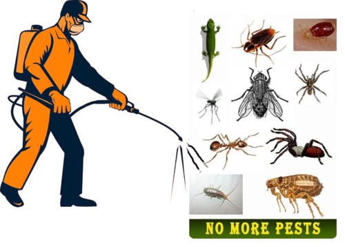King Pest Control Service