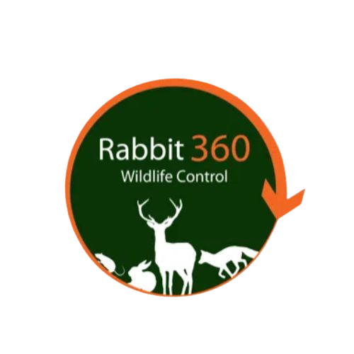 Rabbit 360 Wildlife Control