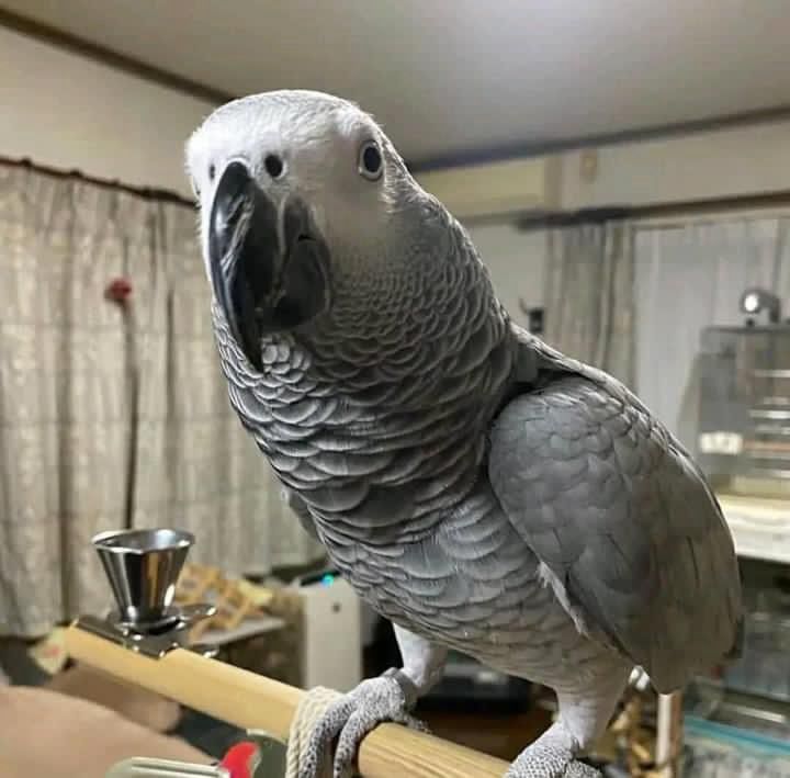 Parrots Store