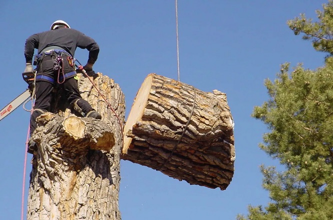 Tree Removal Detroit