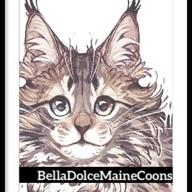 Bella Dolce Maine Coon Cattery