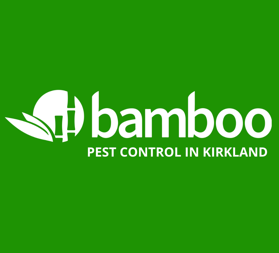 Kirkland Pest Control by Bamboo