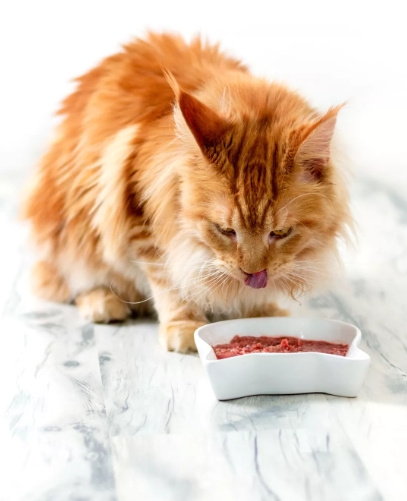  Premium Cat Food in UAE - Furchild