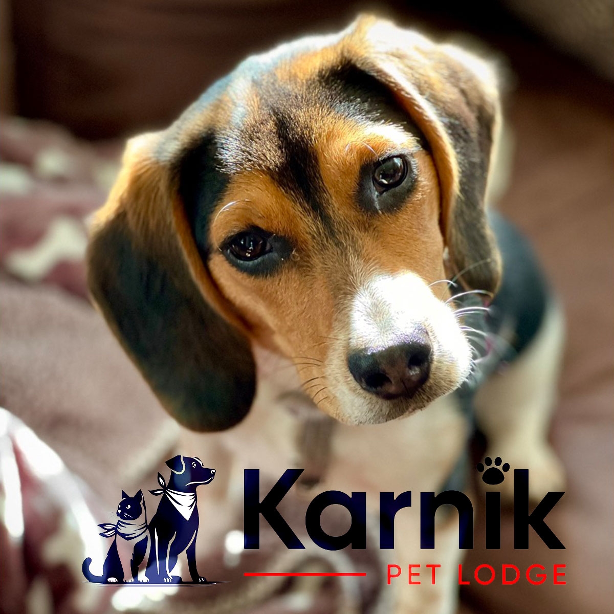 Karnik Pet Lodge at Maple Village