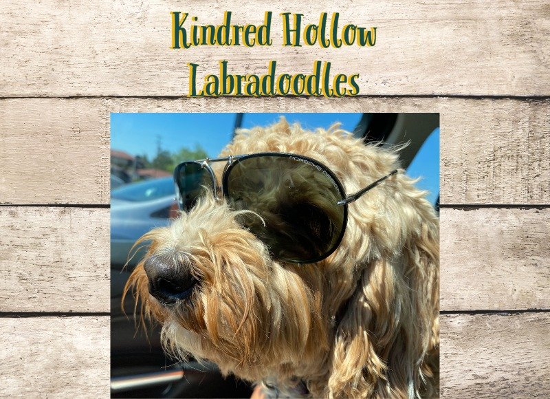 Kindred Hollow Labradoodles